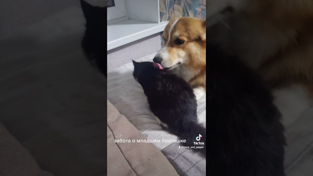 Cute friendship #корги #манчкин #sweetpets #shorts #korgi #manchkin #angelkiss