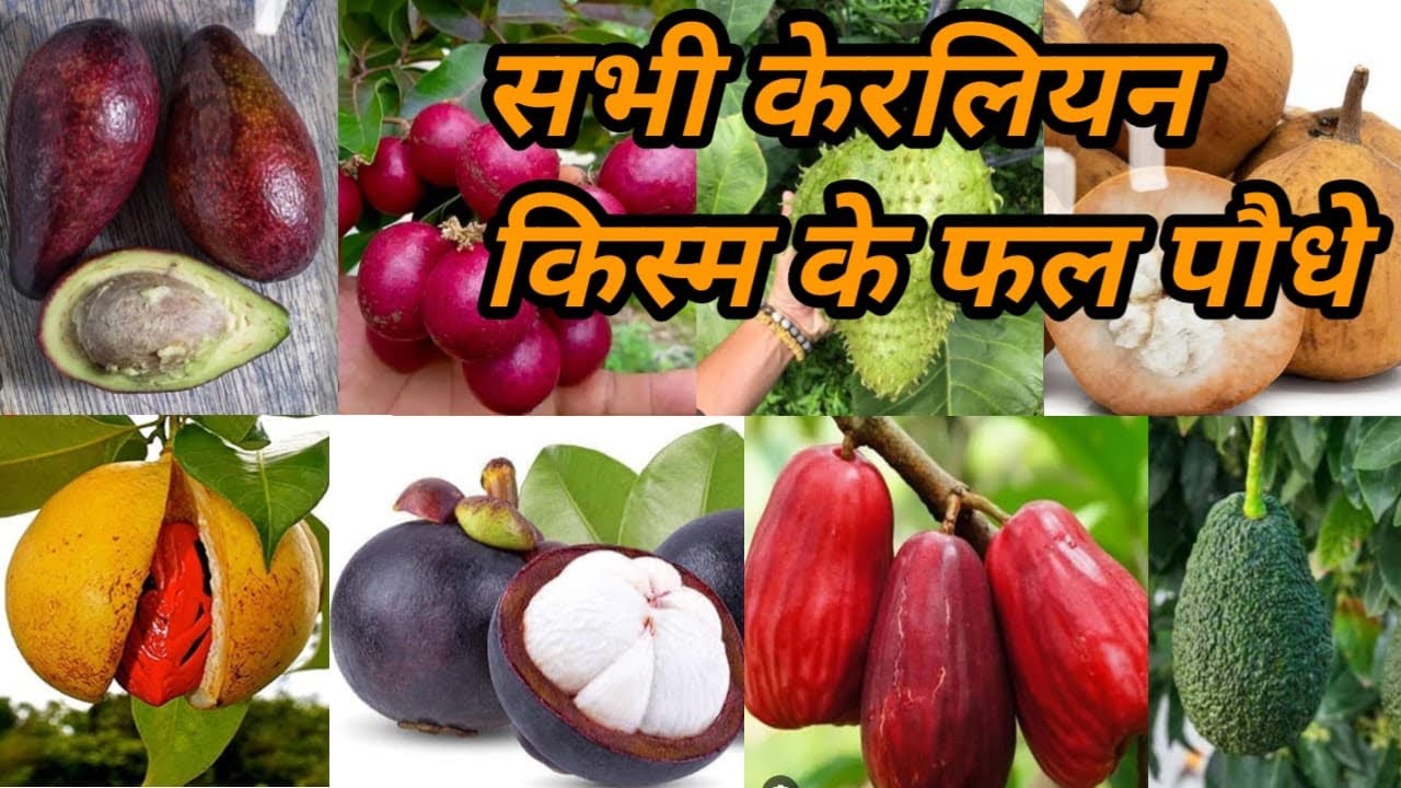All Exotic Variety Plants || All Keralian Variety Plants || 📞8637817286