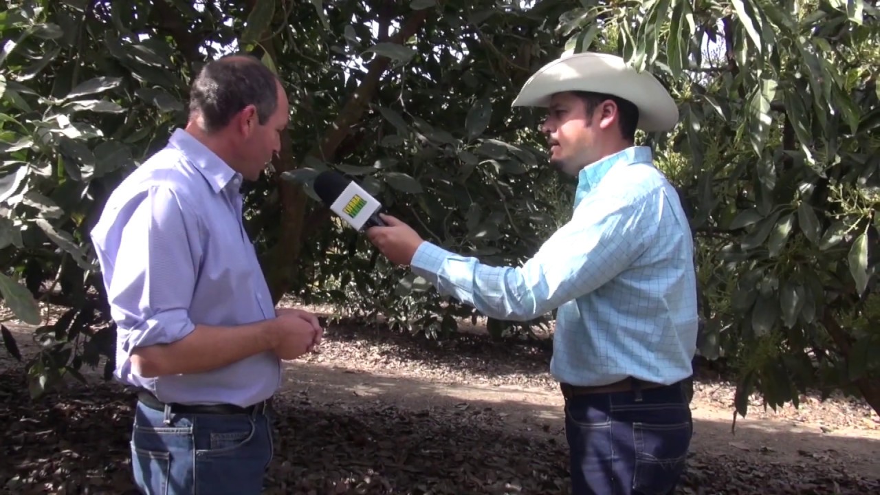 Sistema de Riego Instalado para  Aguacate