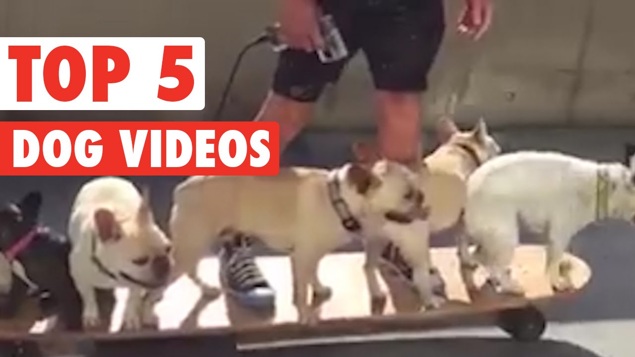 Ridiculously Adorable Dog Videos of the Week 2016