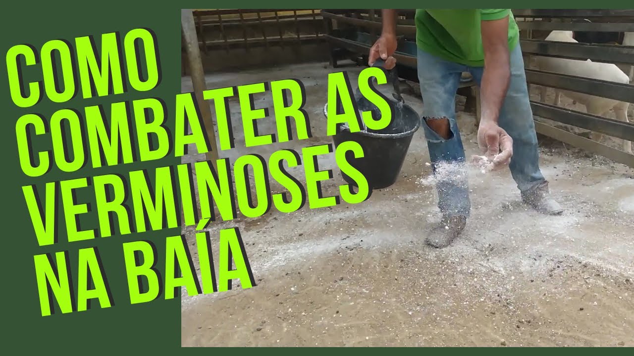 Dicas para combater a verminose da baía e no pasto - Ovinos e caprinos