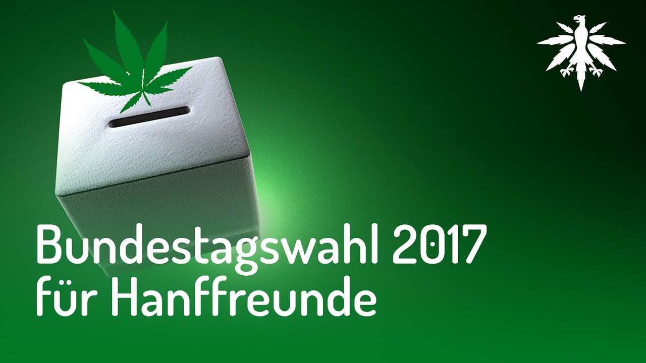 Bundestagswahl 2017 f&uuml;r Hanffreunde | DHV News #136