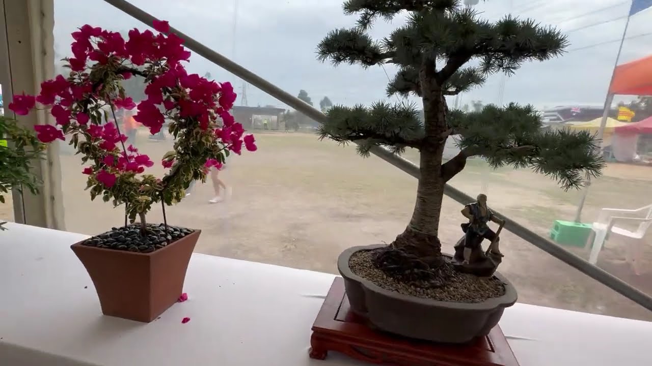 Hết Mùng Vẫn Còn Tết Hội Chợ Tết Bính Ngọ Footscray Park | Người Việt Tự Do Victoria Tổ Chức