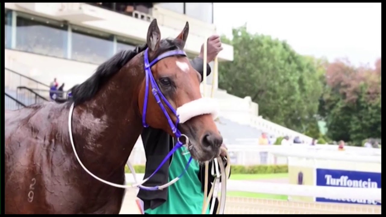Wylie Hall - Breeding To Win 2019 (Tellytrack)