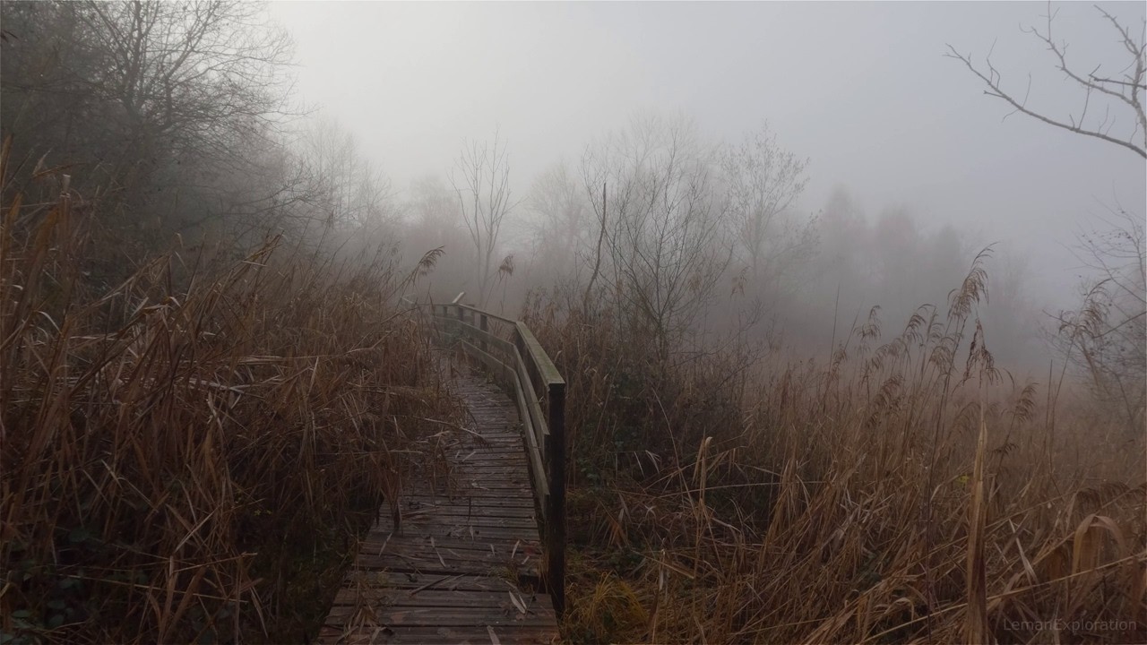 Foggy Swamp Walk in Allinges, Mysterious and Mystic Ambience