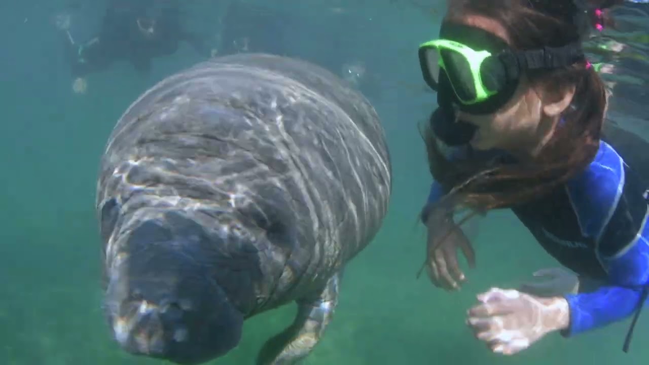 Your Family's Gotta Try This: Snorkeling with Manatees in Crystal River
