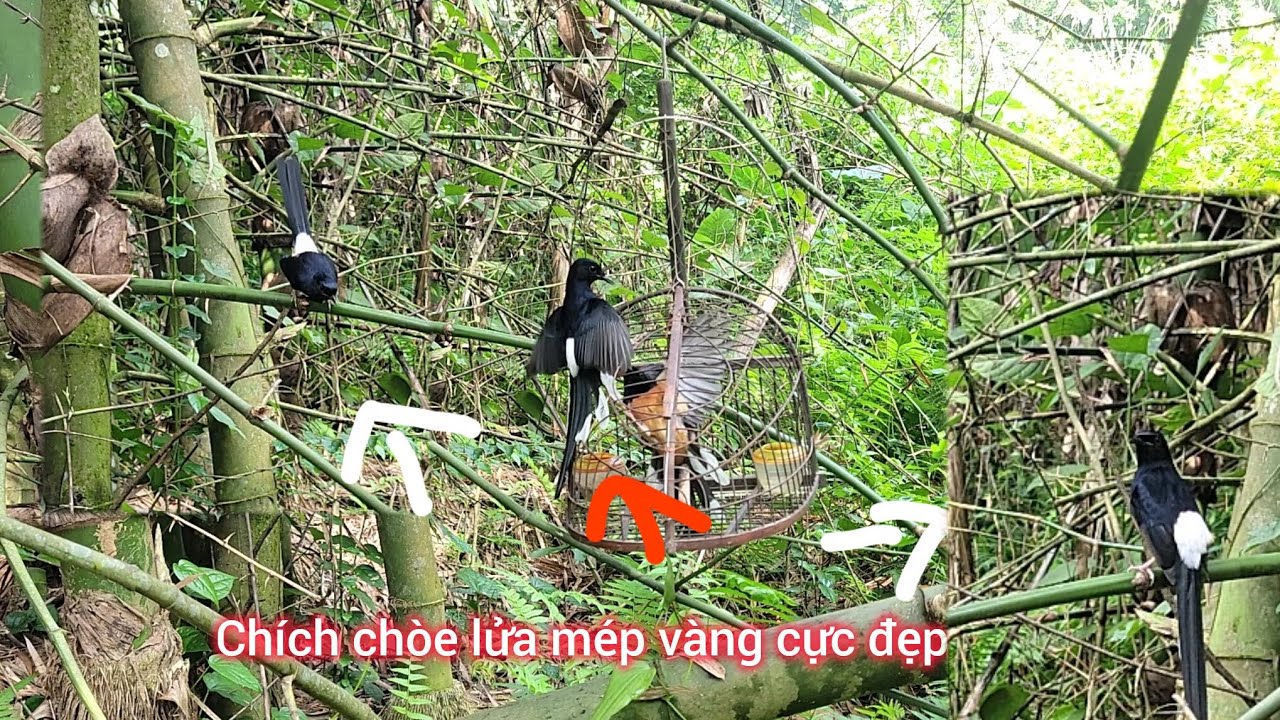 Chòe lửa mép vàng cực đẹp chim ở gần nhà cực dạn người #baychoelua#murai#chimcanh#choeluahotday 