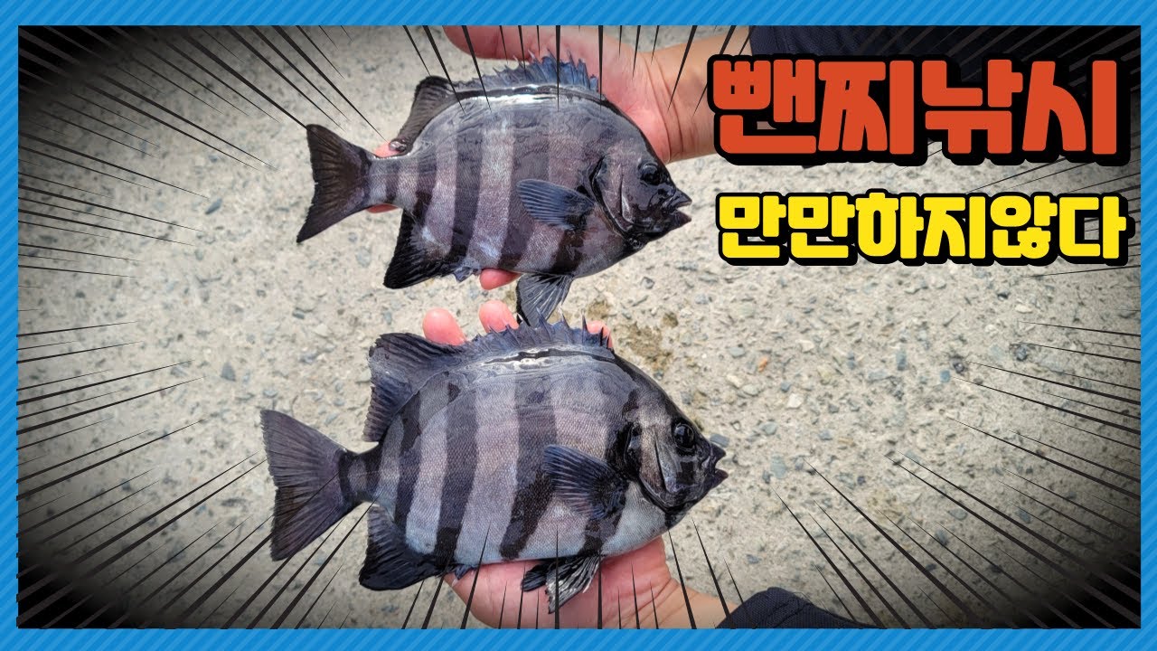 뺀찌낚시. 돌돔찌낚시.
