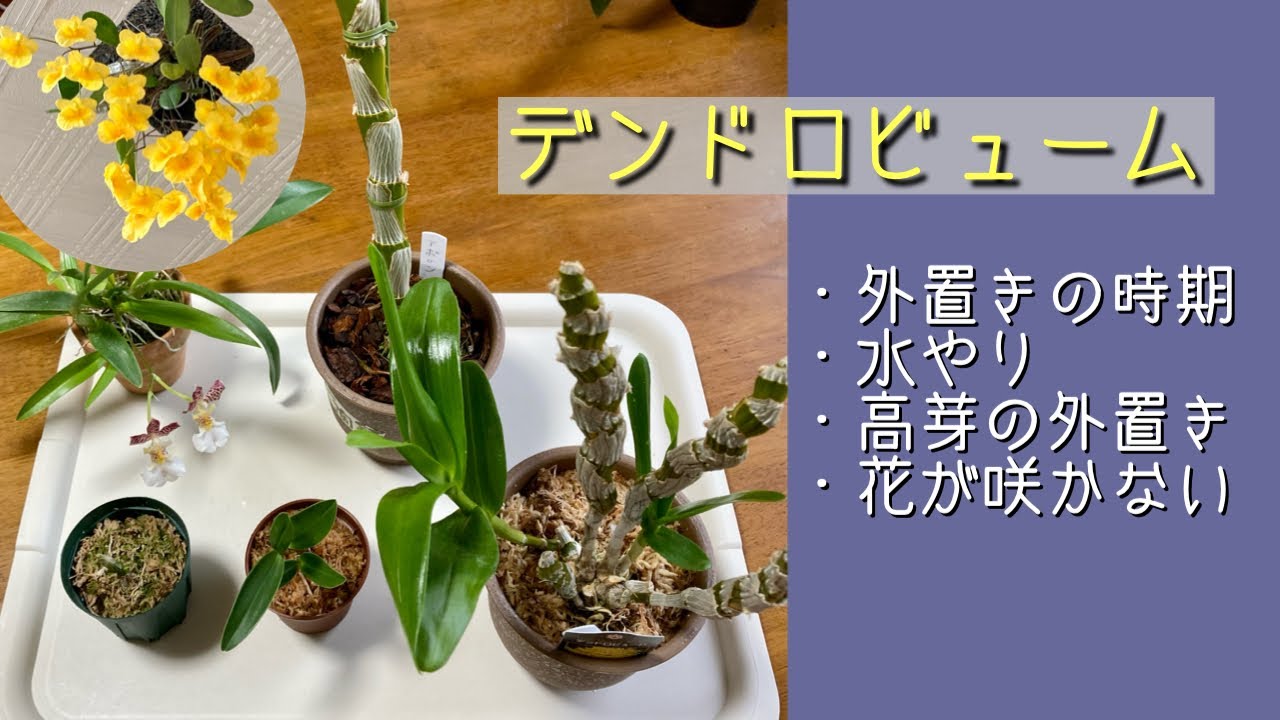 2022年3月29日　【デンドロビュームの相談】　・外置き　・水やり　・高芽🌱の外置き　・数年、花が咲かない　リンドレイ