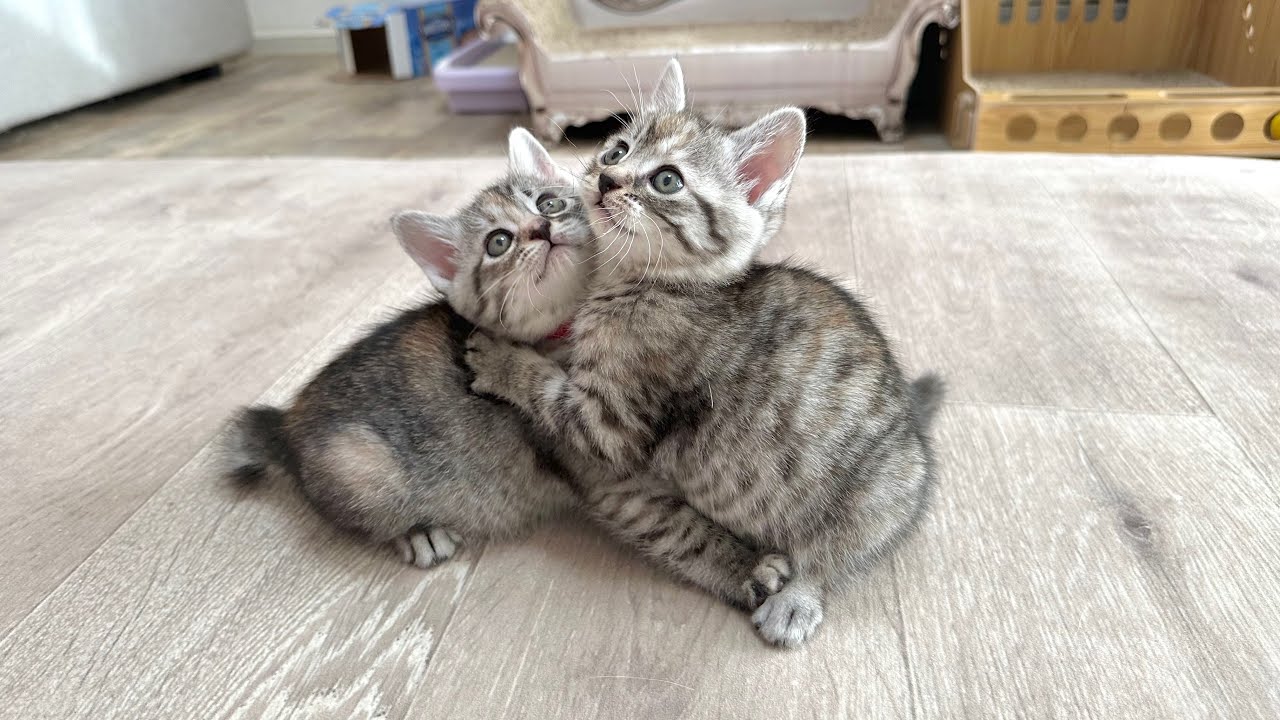 そっくり姉妹のにゃんプロ＆先輩猫にビビる子猫たち【かぐ告兄妹日記#23】Look-alike sister kittens.