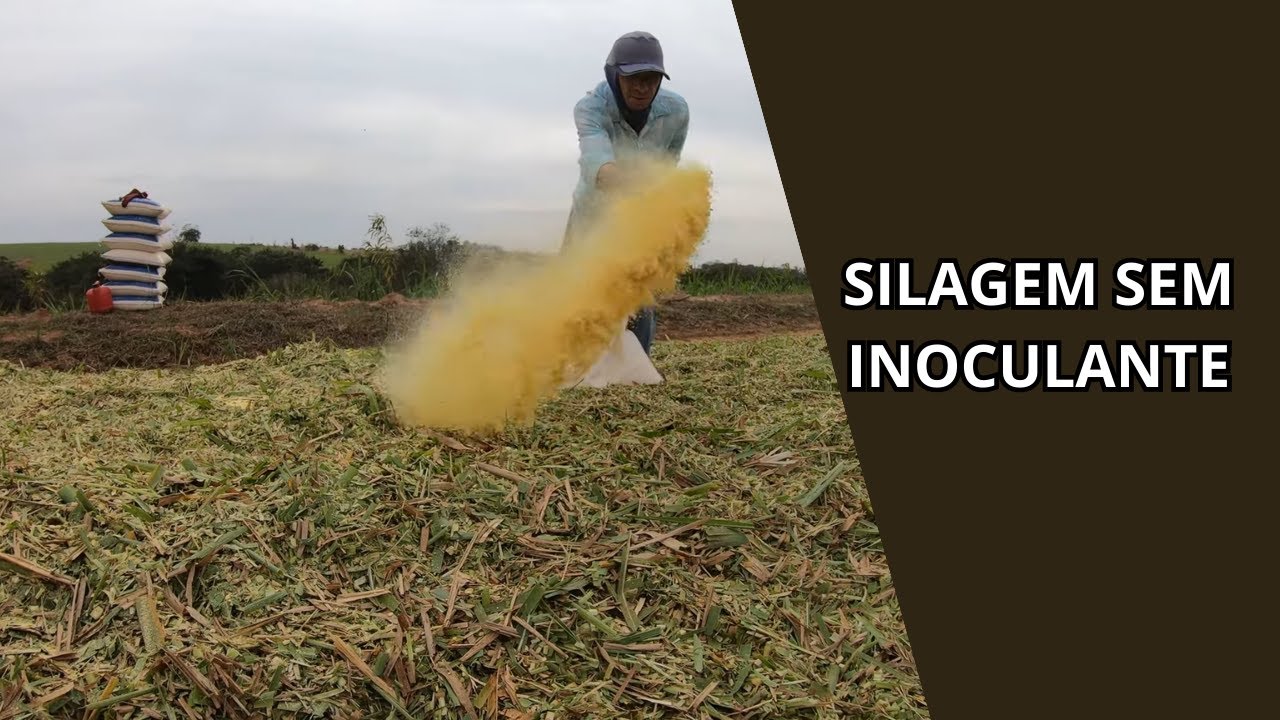 SILAGEM DE BRS CAPIAÇU COM FUBÁ DE MILHO