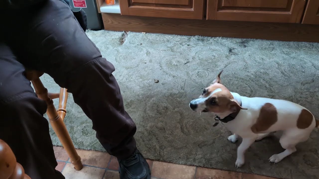 Jack Russell puppy gets super excited