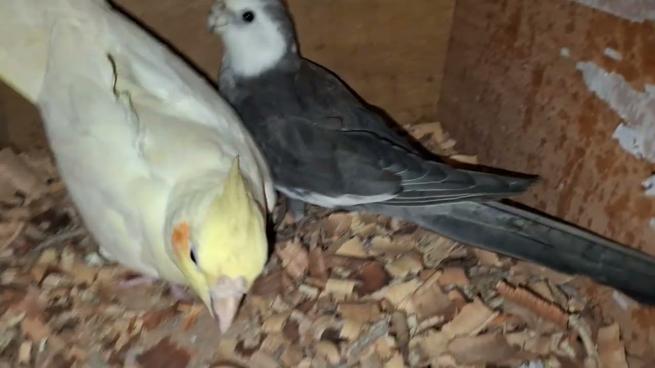26 January 2026 | cocktail Parrot colony ki progress bache aur eggs urdu/Hindi | Indian green parrot