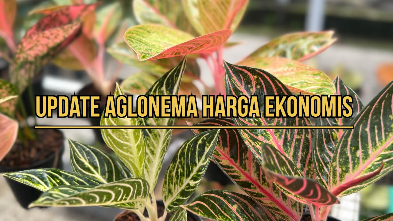 Update Aglonema Harga Ekonomis