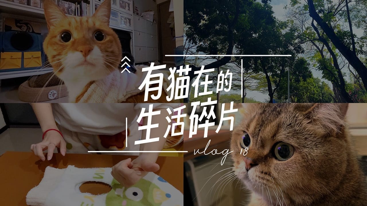 vlog18 有猫在的生活碎片 | 去图书馆 | 餐前啷碗 | 给胖胖做新衣服 | 新设备