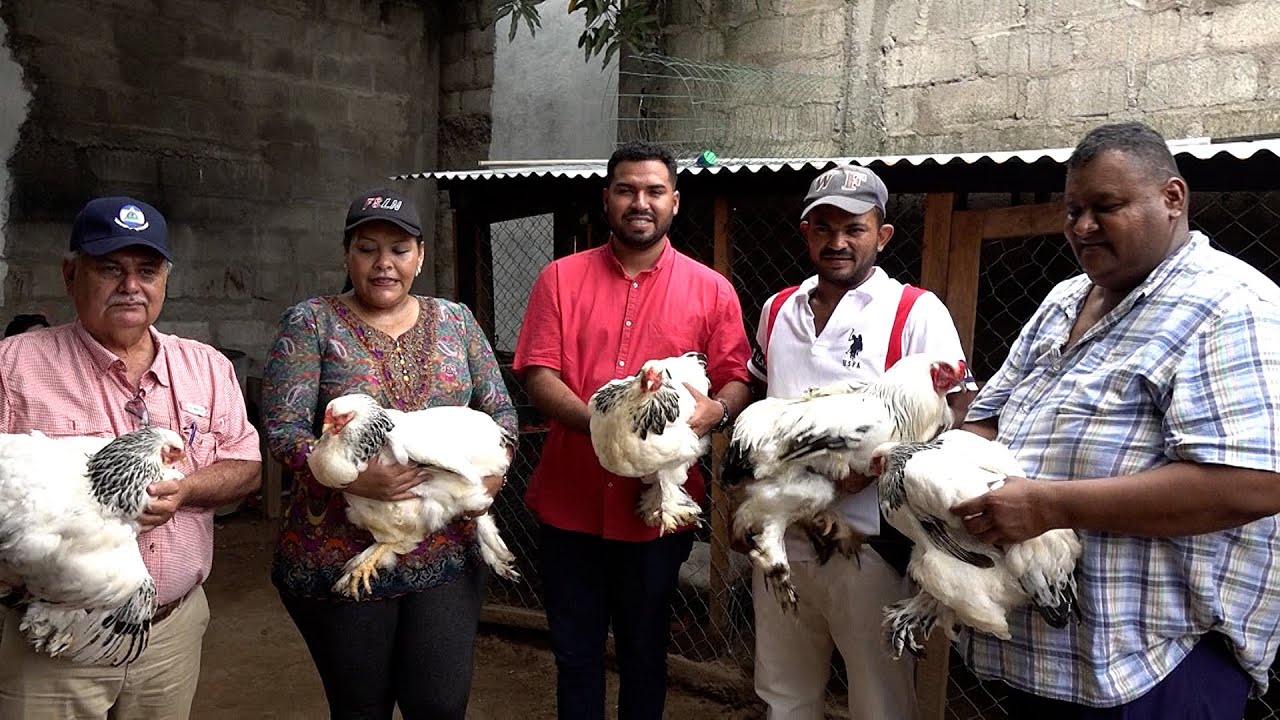 Joven emprendedor cruza y cría aves exóticas en Somotillo