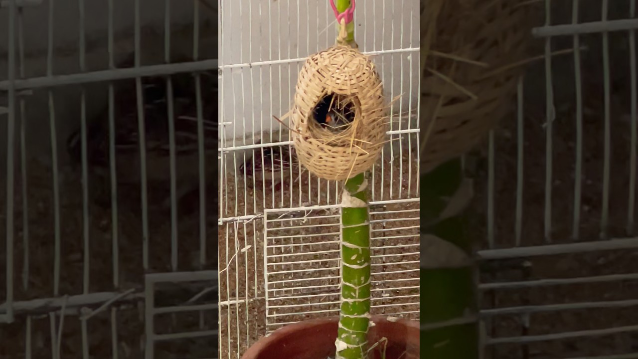 finch nest #shorts #finch #nest