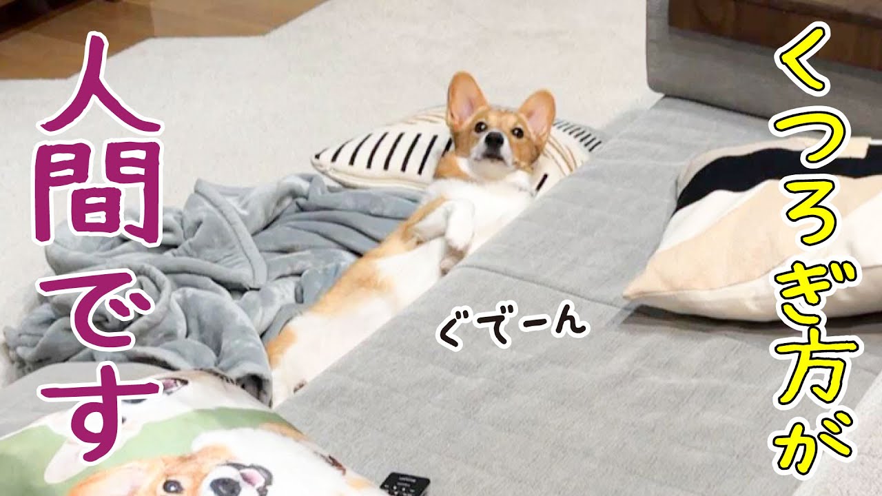 人間みたいにぐーたらしているコーギーが可愛いすぎる！