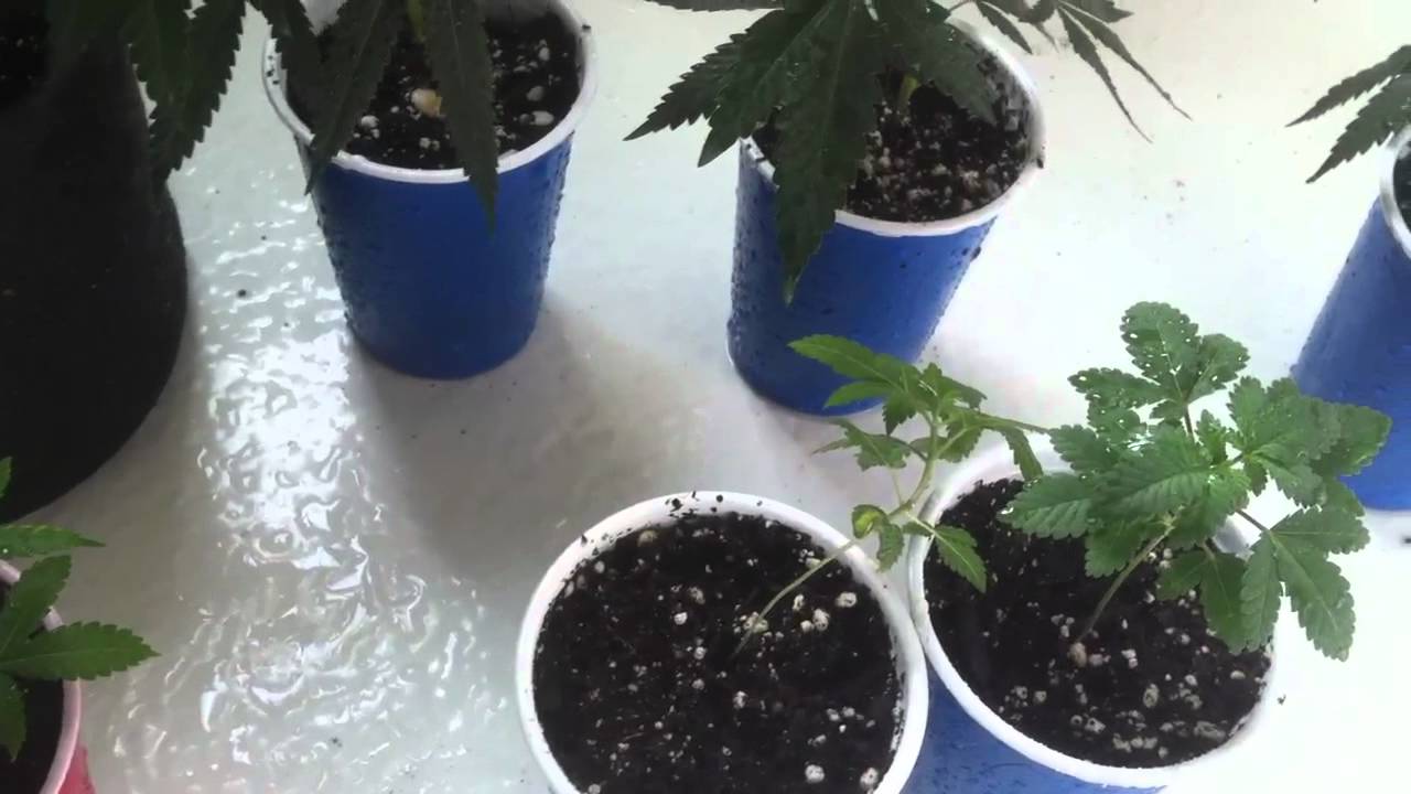 White Widow OG13 and Super Sour OG grow ep. 1