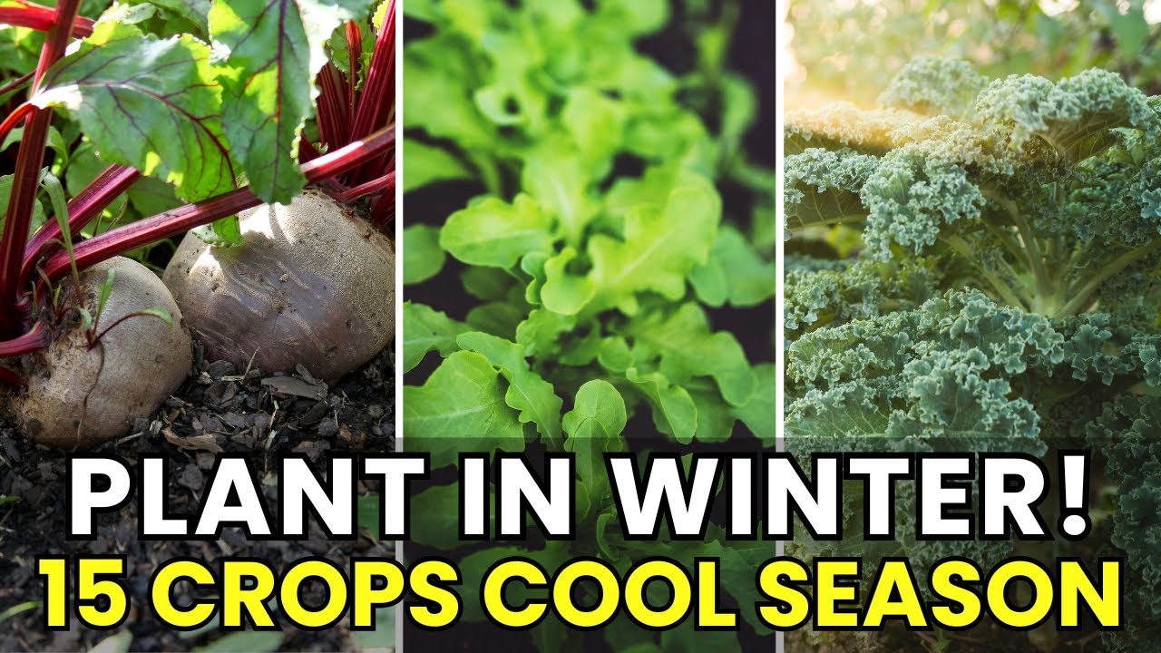 Winter Is Their Planting Time: 15 Crops You Can Start Growing Right Now for Cool Season Harvest