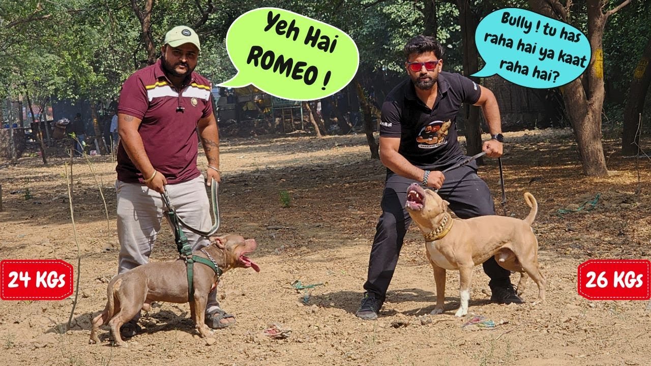 BULLY🐻meets ROMEO - The American Bully🐶 ye kya kabhi dost ban payenge ?  