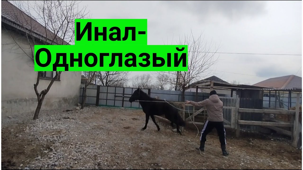 Пугливая лошадь / снижение чувствительности / кабардинская порода лошадей / M-H