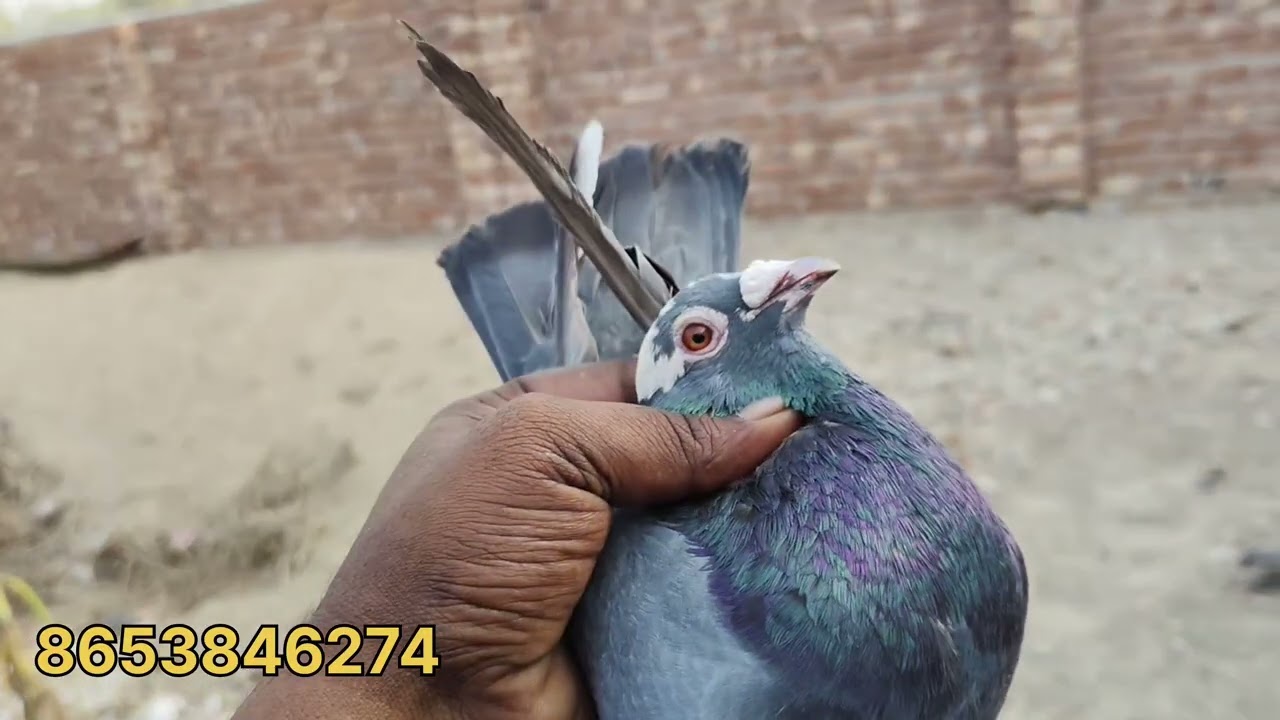 মাত্র ৩০০ টাকায় কবুতর#pigeon #everyone #kabutar #viral #birds 