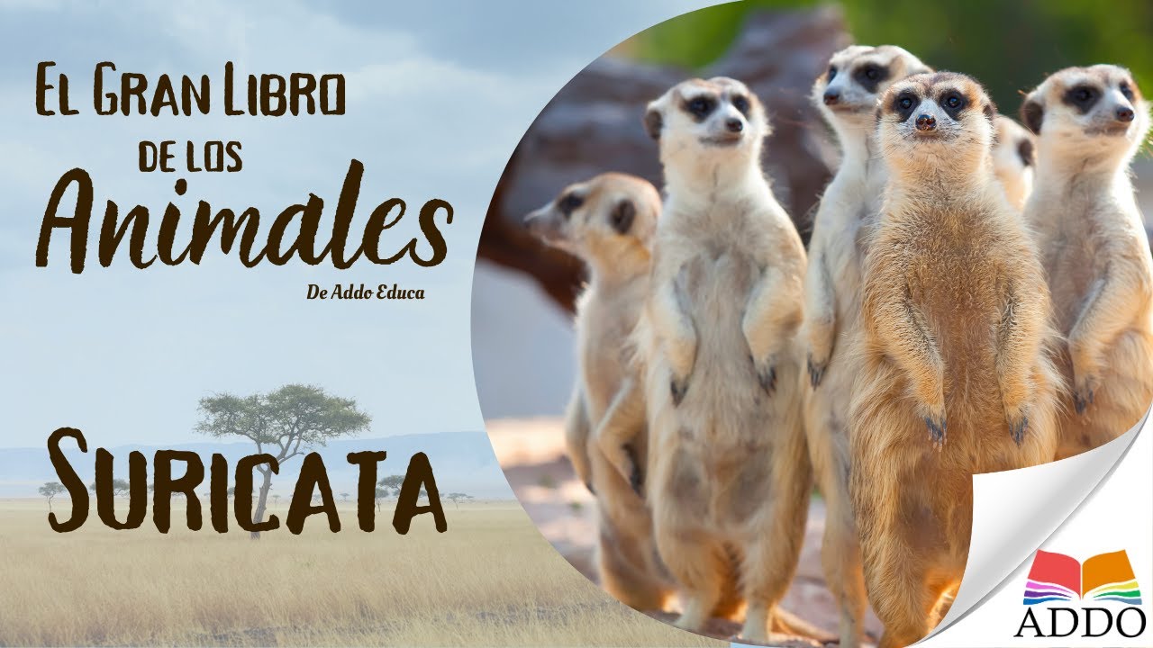 La Suricata para Niños 🦊🌞 | El Centinela del Desierto