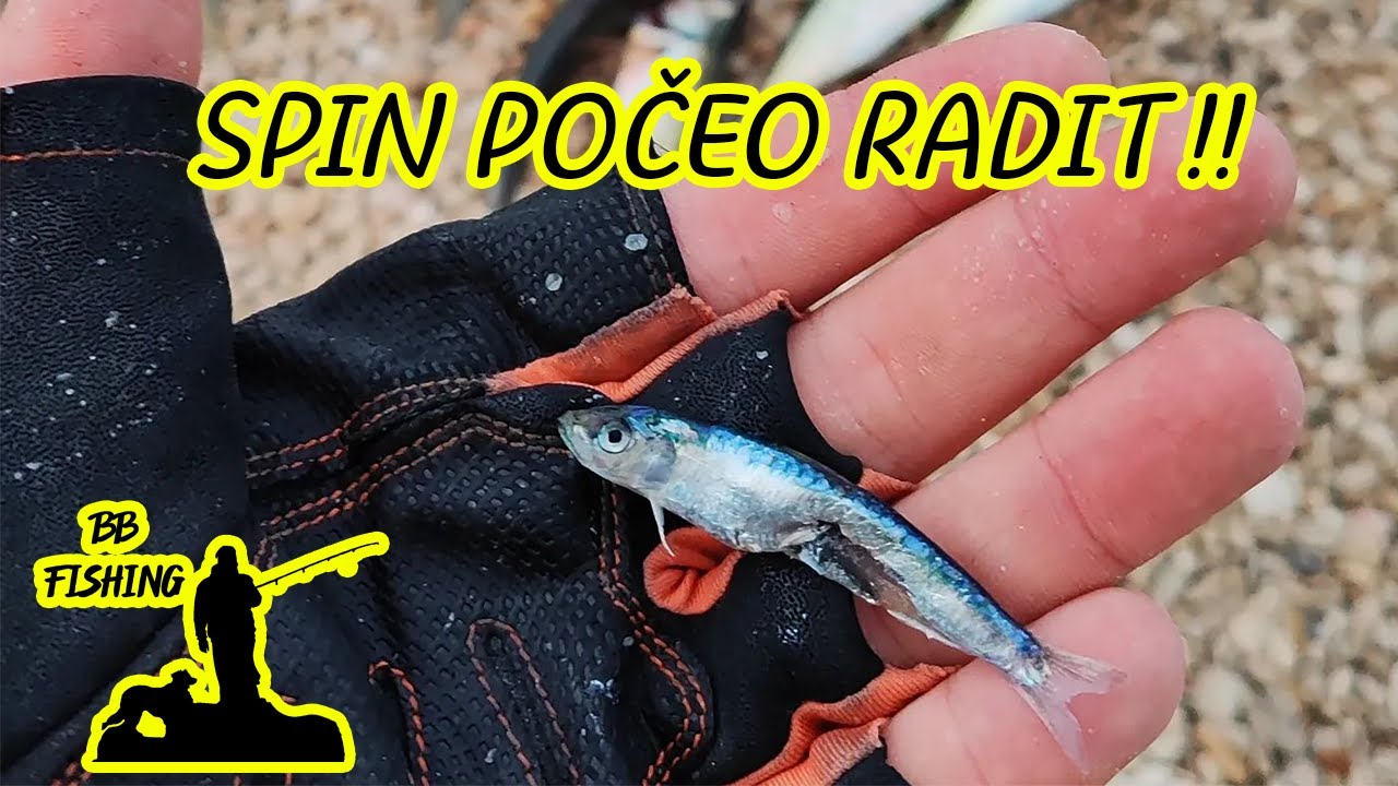 SPIN S OBALE - PLAVICE BRANCINI UŠATE ŠARUNI