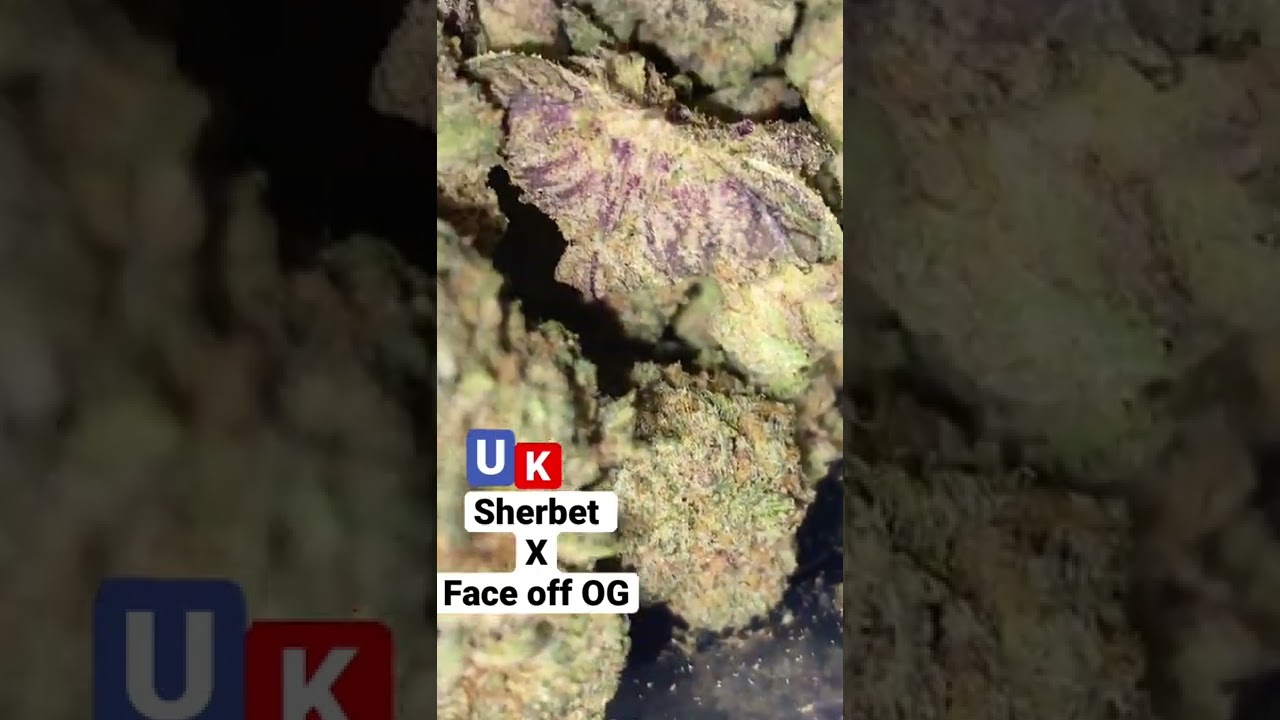 UK SHERBET X FACEOFF OG | Balaclavabuds