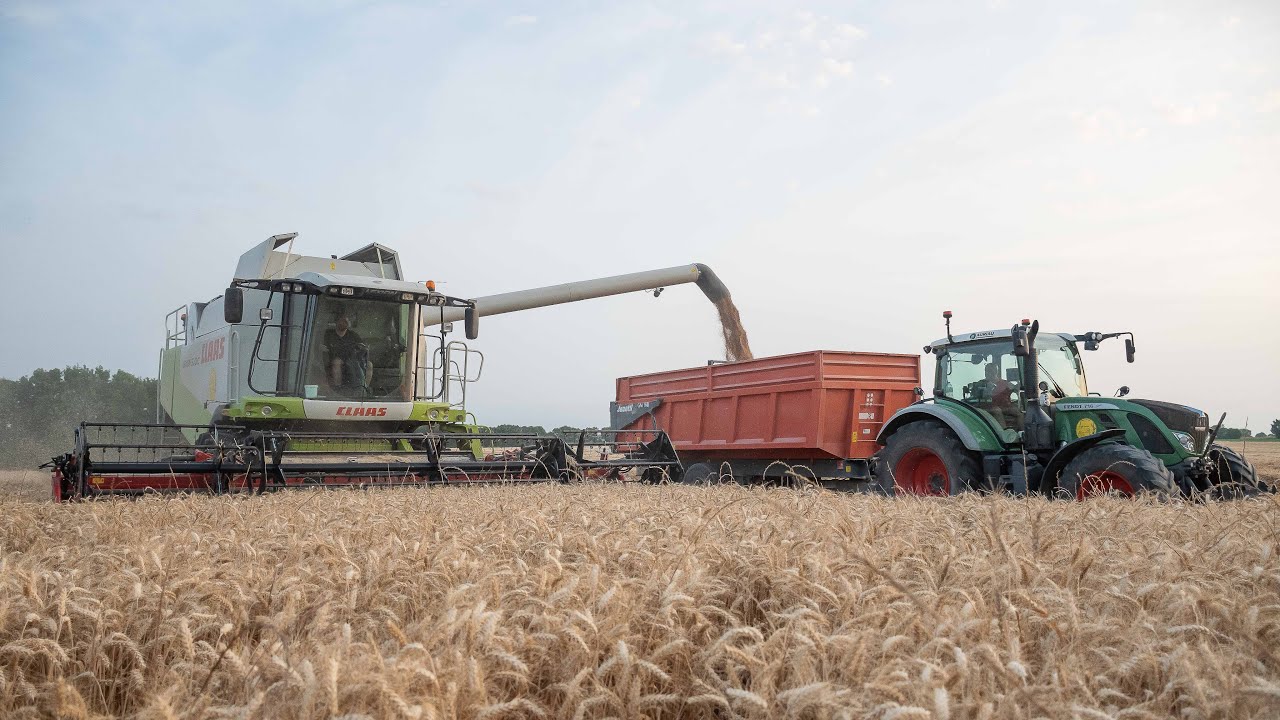 Claas Lexion 570 C à la moisson du blé - ETA Agr'Innov 2M