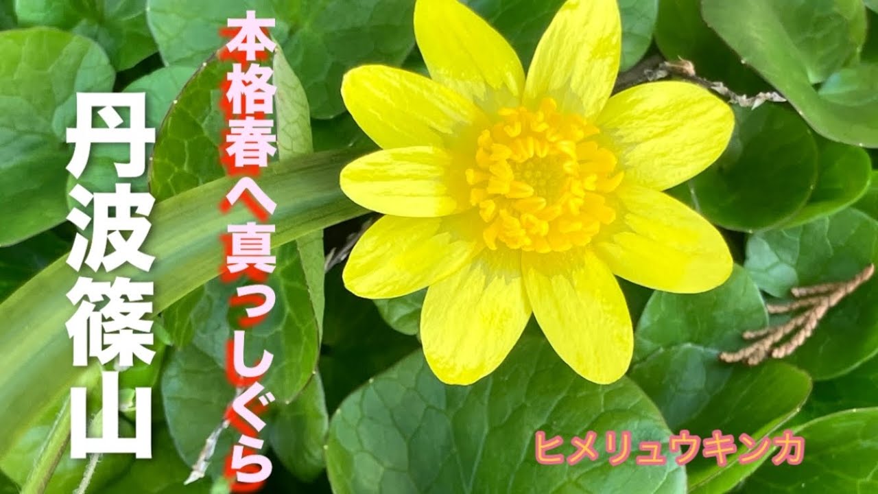 里山の春　2026年　2月下旬　丹波篠山