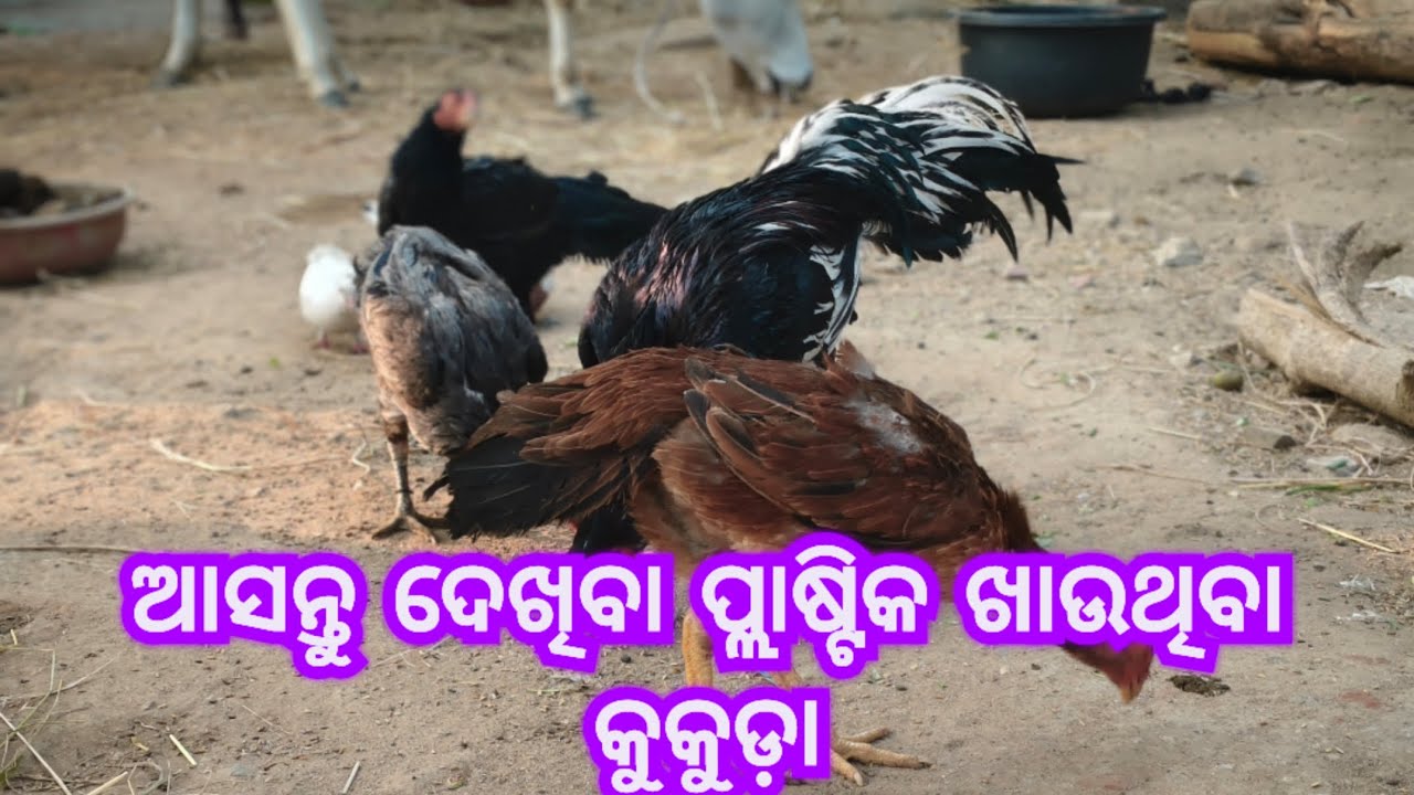 କଣ ହେଇଛି aseel ମାନଙ୍କୁ? #youtube #youtuber #aseelmurga #aseel #exotic #kabootar #angul #odisha 
