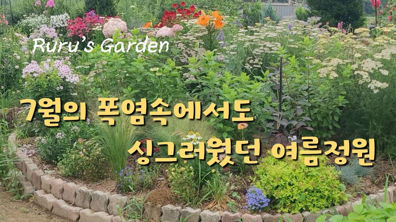 25년 7월의 여름정원 | 올라야, 매발톱 씨앗 나눔