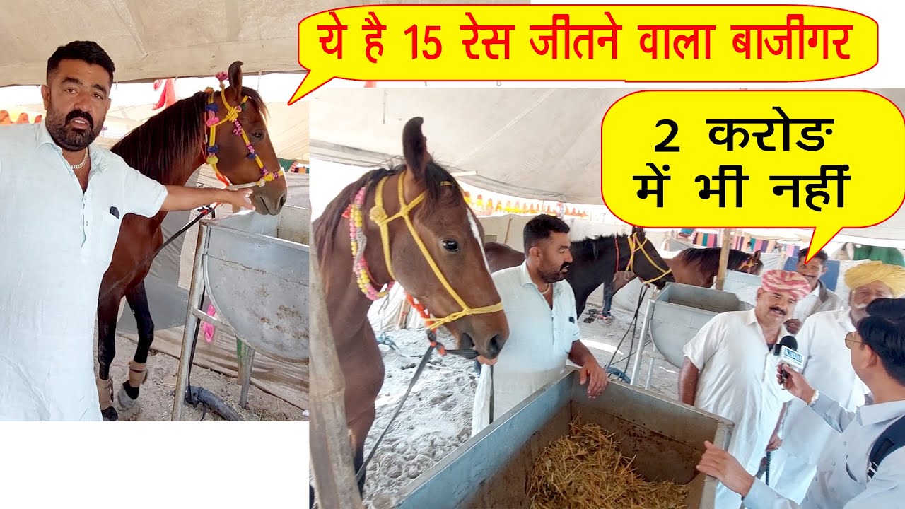 15 रेस जीत चुका बाजीगर 2 करोड़ में भी नहीं देना/ तिलवाड़ा बालोतरा पशु मेला Horse Market Balotra 2025