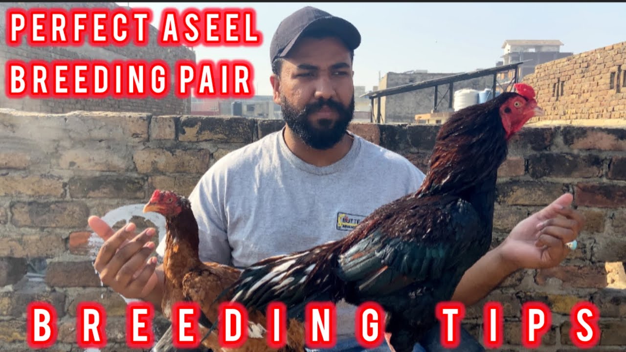 Perfect Aseel breeding pair (breeding tips) breeding Mai murga our murgi Kiss quality ki lagani hai 