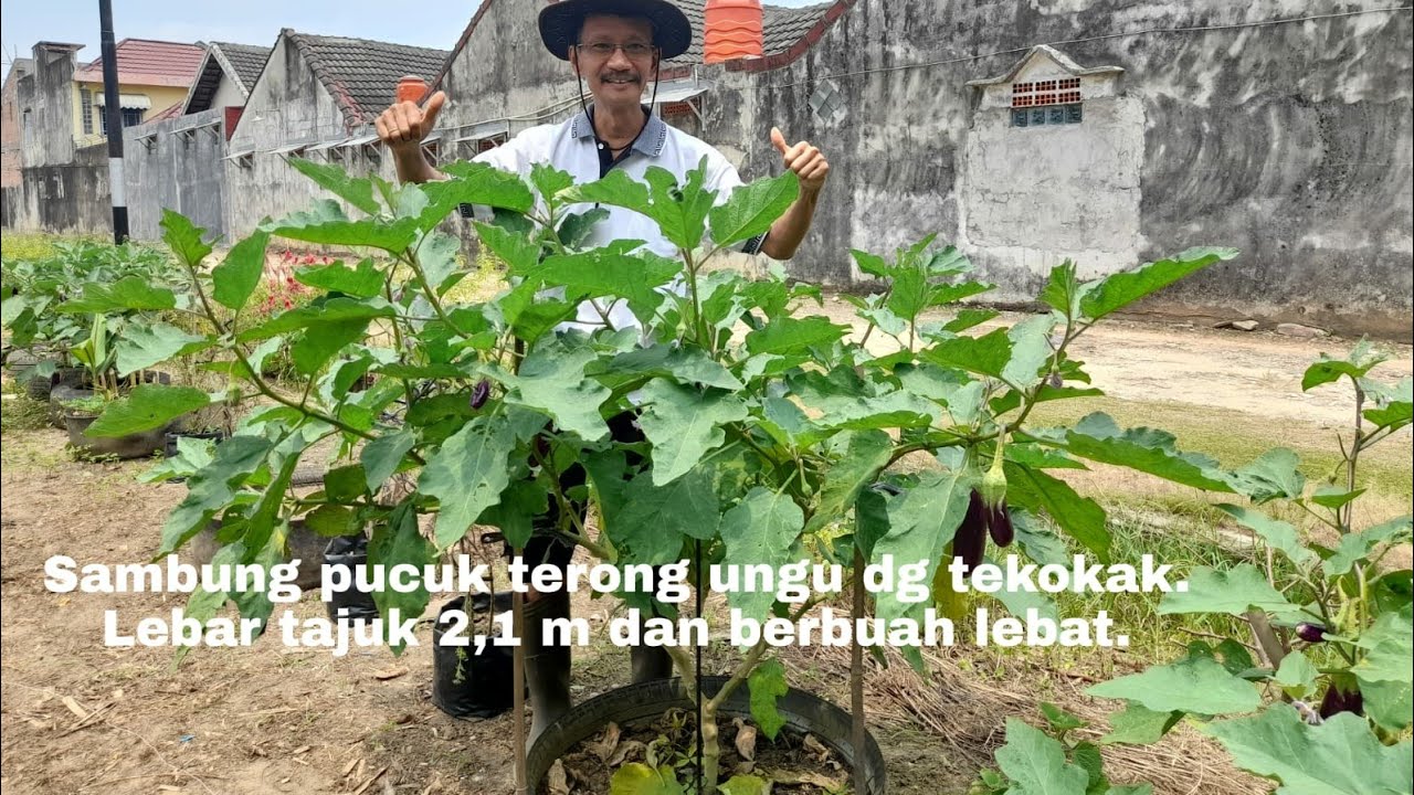 Sambung pucuk terong ungu dg tekokak di usia 4 bulanan. Tajuk mencapai 2,1 meter.