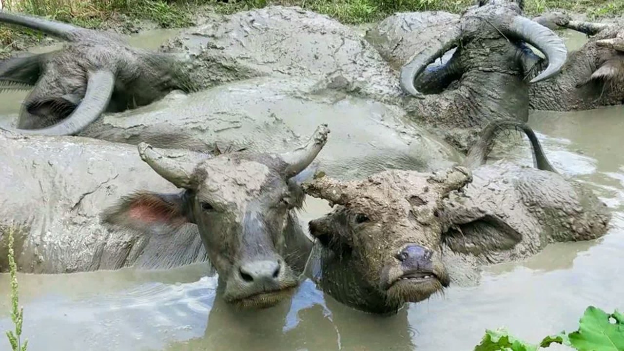 原来水牛洗泥巴澡还有这样的好处：消除寄生虫和防蚊虫叮咬