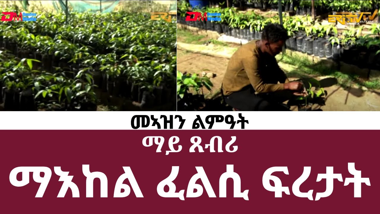 መኣዝን ልምዓት፡ ማይ ጸብሪ - ማእከል ፈልሲ ፍረታት - ERi-TV