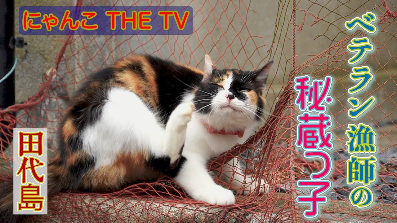田代島しまねこ物語「ベテラン漁師の秘蔵っ子〜ちゃめの子が母猫になるまで」