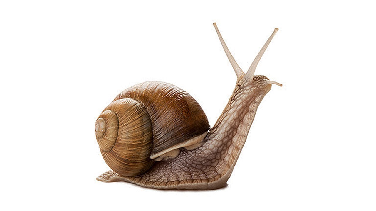 The life of a snail