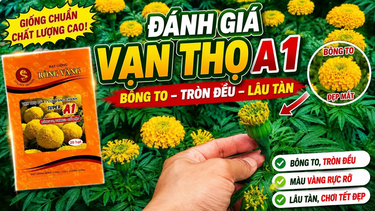 Đánh giá bông vạn thọ A1 chi tiết từ A đến Z