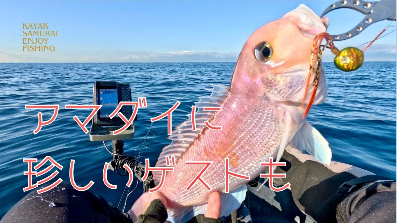 【アマラバ】アマダイに珍しいゲストも来てくれました｜12月｜