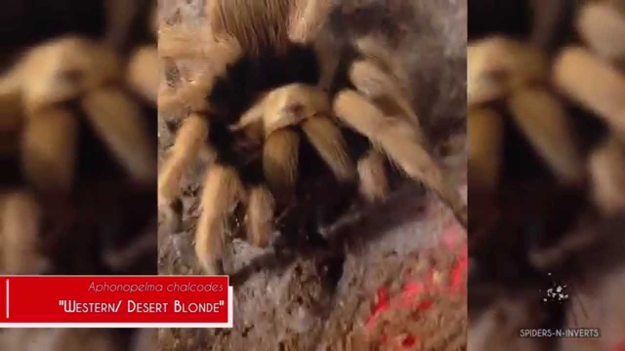 Tarantula Feeding Video: Spiders-N-Inverts #8