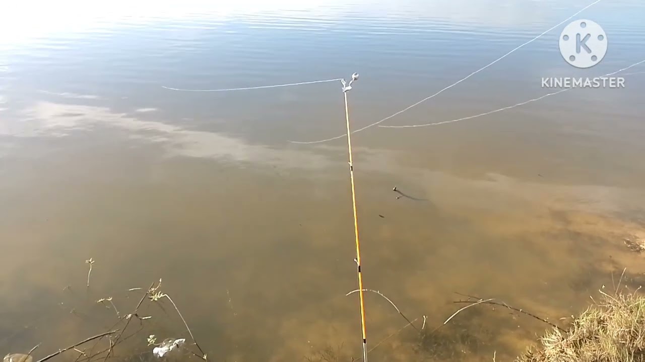 34 Kg Em meio dia de pescaria na Ceva Bruta.