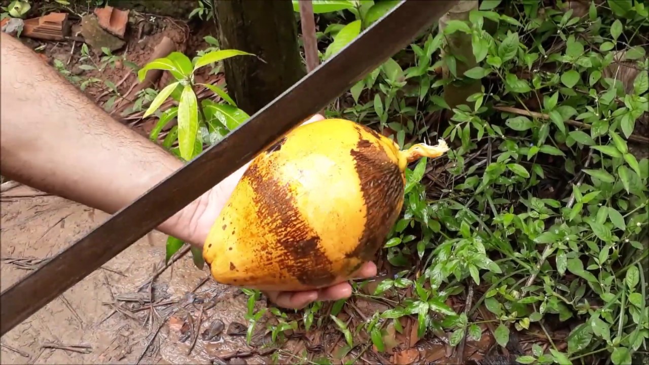 Fazendo mudas de Coco Amarelo Anão