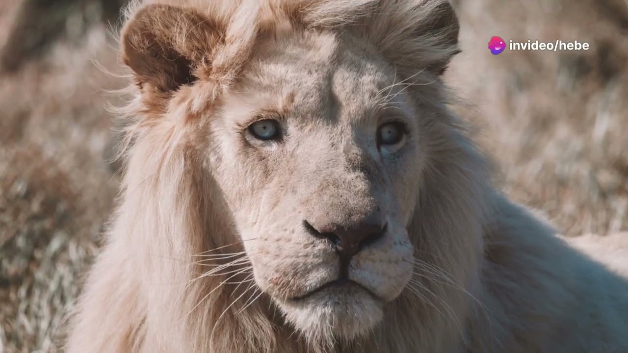 Leo's Epic Mane Makeover Adventure!!