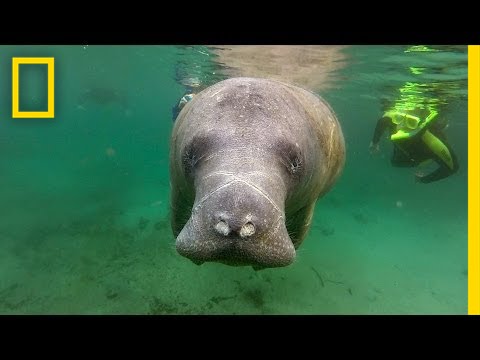 Manatee Death Toll Highest Ever Recorded | National Geographic