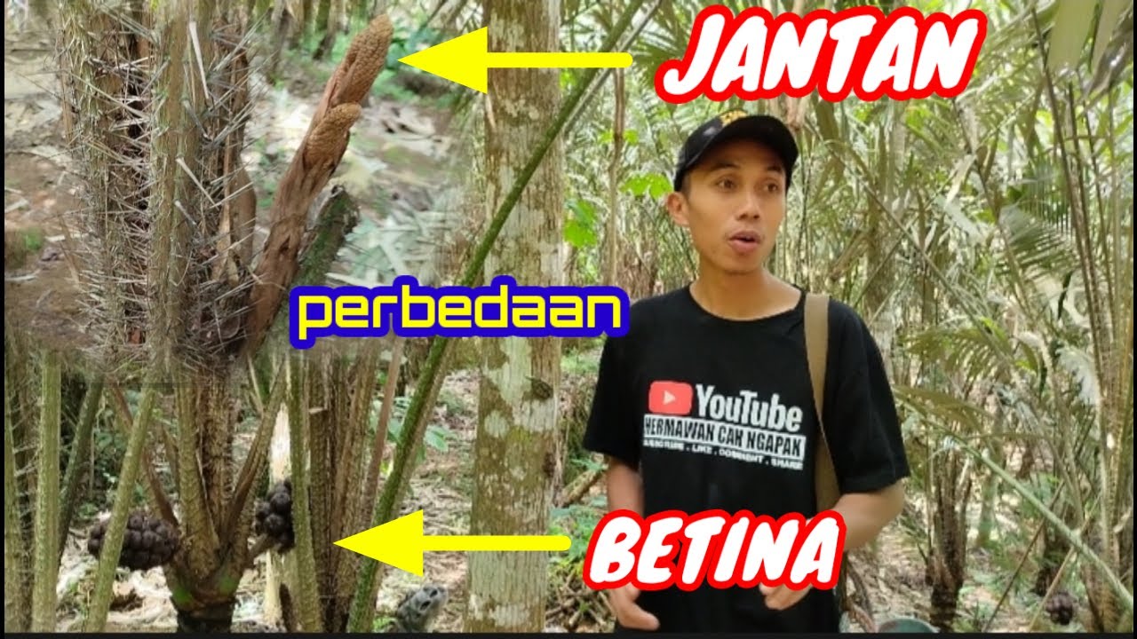 PERBEDAAN POHON SALAK ‼️JANTAN DAN BETINA