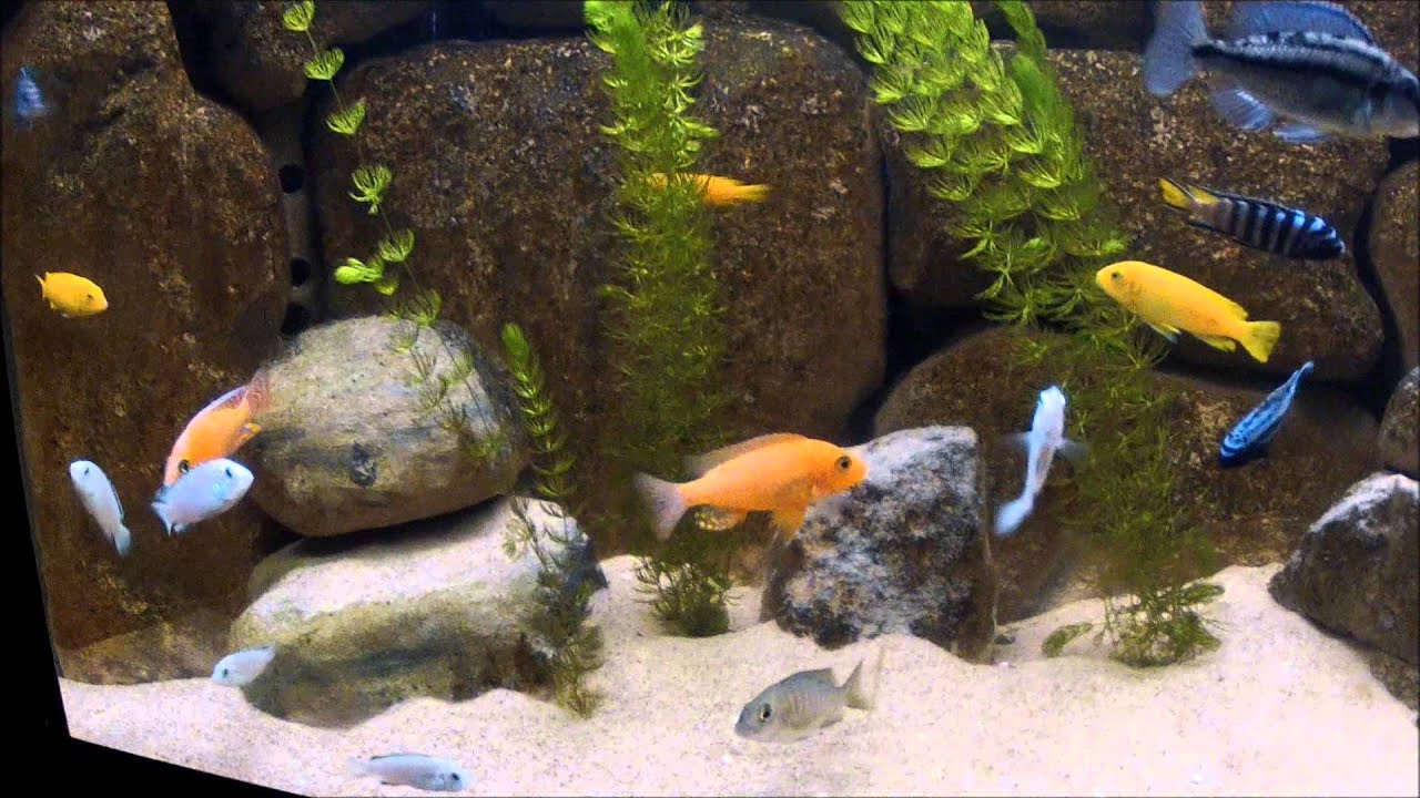 Labidochromis caeruleus spec white Nkatha bay